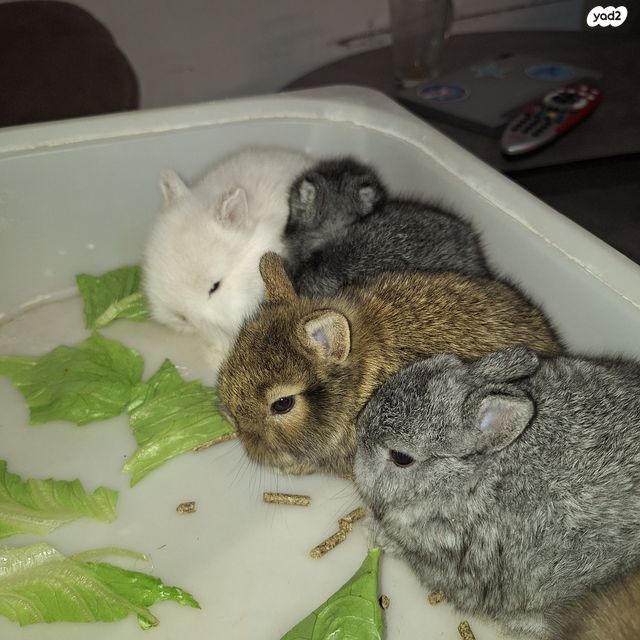 תמונת מודעה - חיות מחמד