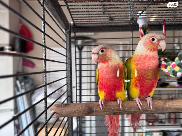 תמונת מודעה - חיות מחמד