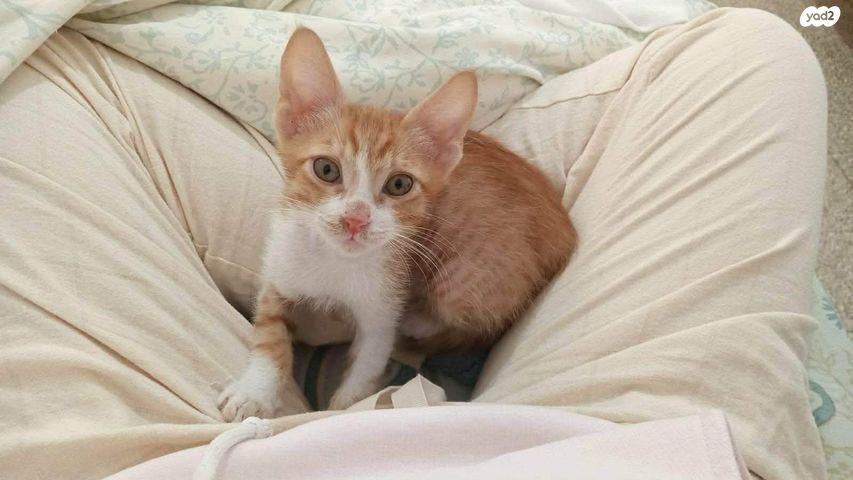 תמונת מודעה - חיות מחמד