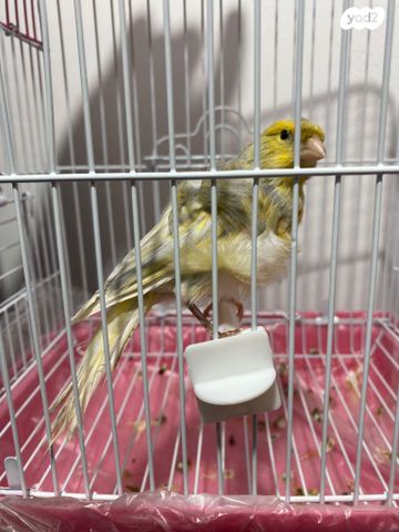 תמונת מודעה - חיות מחמד