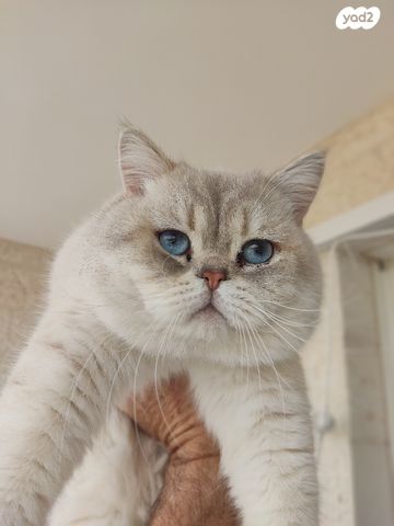 תמונת מודעה - חיות מחמד