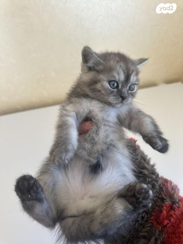 תמונת מודעה - חיות מחמד