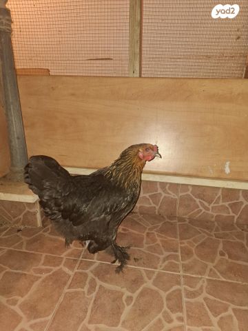 תמונת מודעה - חיות מחמד