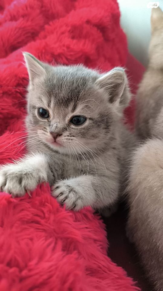 תמונת מודעה - חיות מחמד