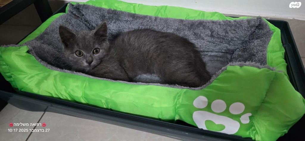 תמונת מודעה - חיות מחמד