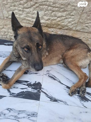 תמונת מודעה - חיות מחמד