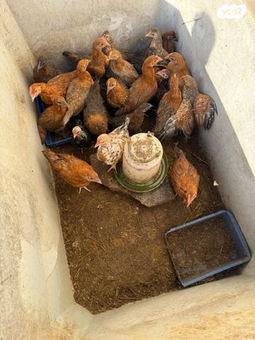 תמונת מודעה - חיות מחמד