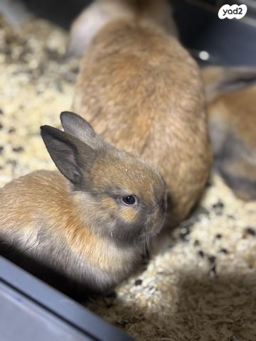 תמונת מודעה - חיות מחמד