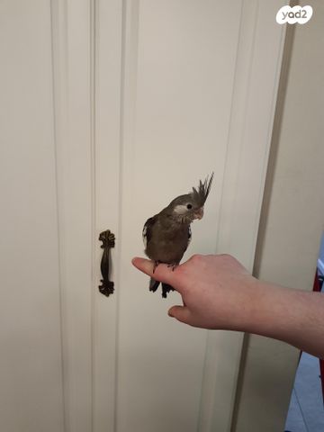 תמונת מודעה - חיות מחמד