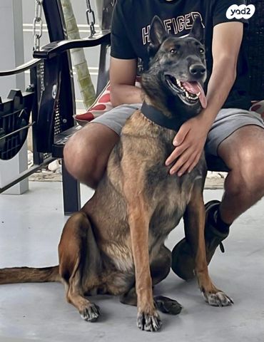 תמונת מודעה - חיות מחמד