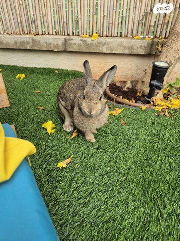 תמונת מודעה - חיות מחמד