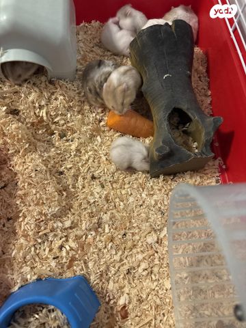 תמונת מודעה - חיות מחמד