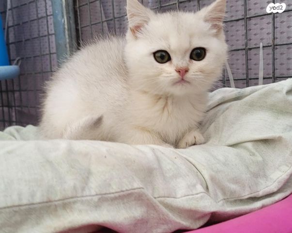 תמונת מודעה - חיות מחמד