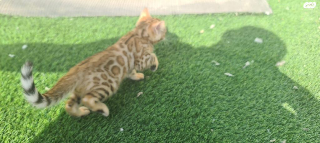 תמונת מודעה - חיות מחמד