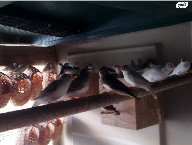 תמונת מודעה - חיות מחמד