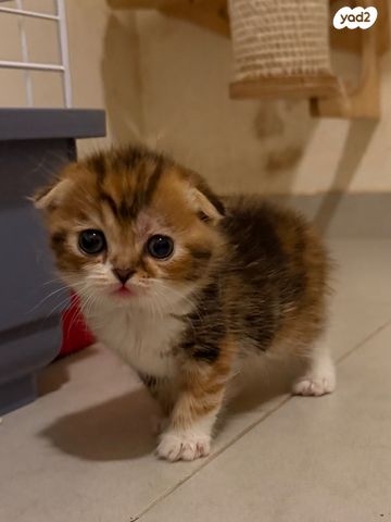 תמונת מודעה - חיות מחמד