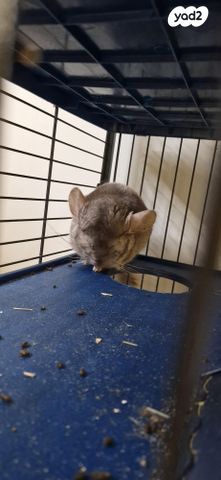 תמונת מודעה - חיות מחמד