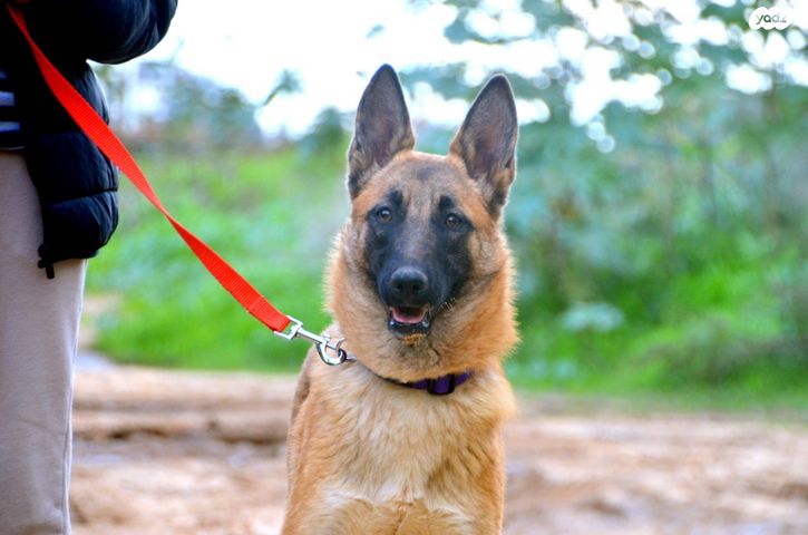 תמונת מודעה - חיות מחמד
