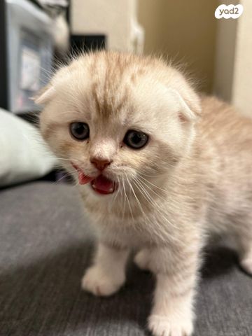 תמונת מודעה - חיות מחמד