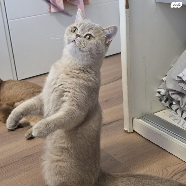 תמונת מודעה - חיות מחמד