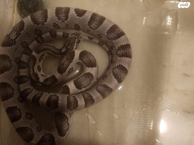 תמונת מודעה - חיות מחמד