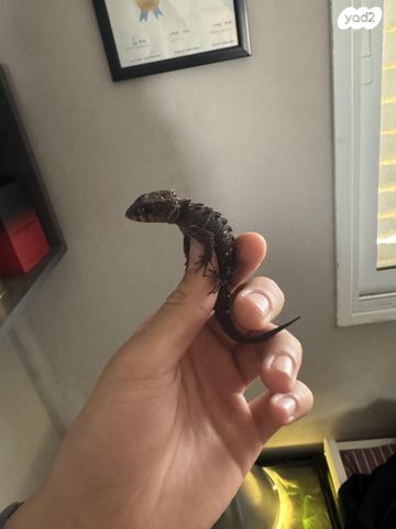 תמונת מודעה - חיות מחמד