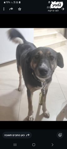 תמונת מודעה - חיות מחמד