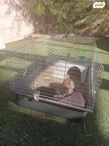 תמונת מודעה - חיות מחמד