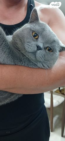 תמונת מודעה - חיות מחמד