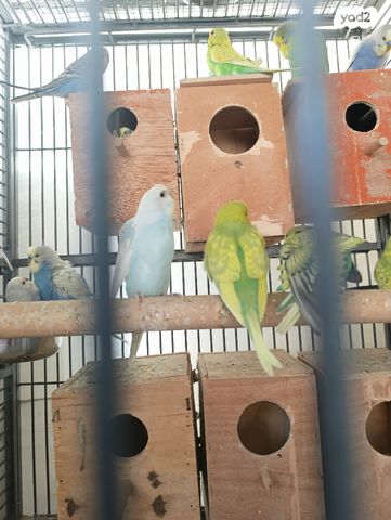 תמונת מודעה - חיות מחמד