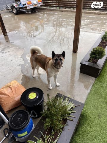 כלב אקיטה אמריקאי