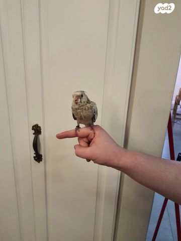 תוכי קוקוטייל