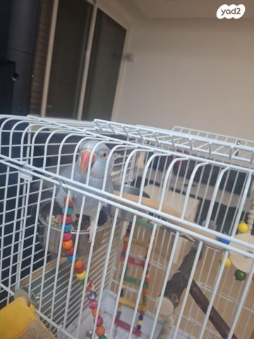 תוכי קוקוטייל