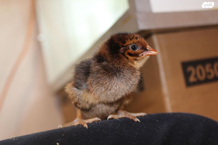 חיית משק בלאדי