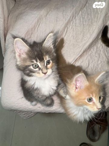 חתול מיין קון