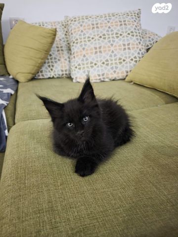 חתול מיין קון