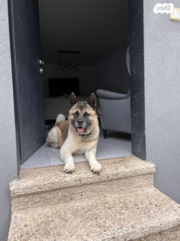 כלב אקיטה אמריקאי