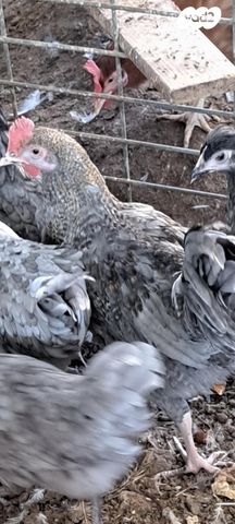 חיית משק בלאדי