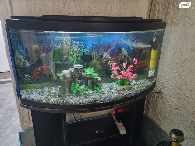 דג דגים טרופיים