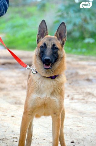 כלב רועה בלגי