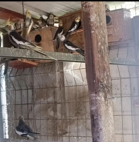 תוכי קוקוטייל