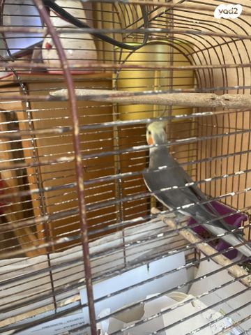 תוכי קוקוטייל