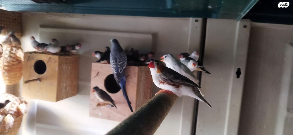 תוכי פינקים