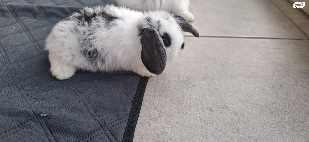 מכרסם ארנב שמוט אוזניים