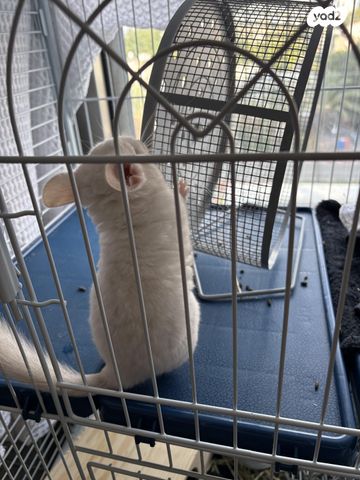 מכרסם צ'ינצ'ילה