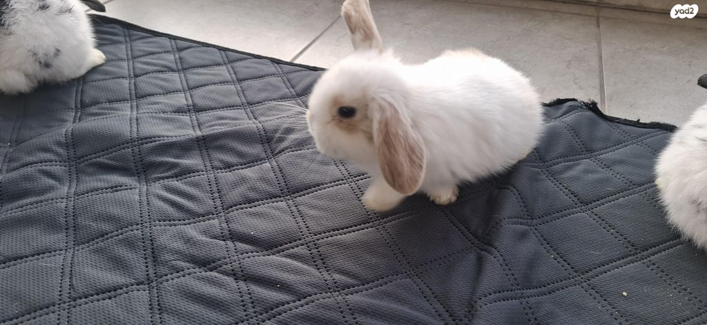 מכרסם ארנב שמוט אוזניים