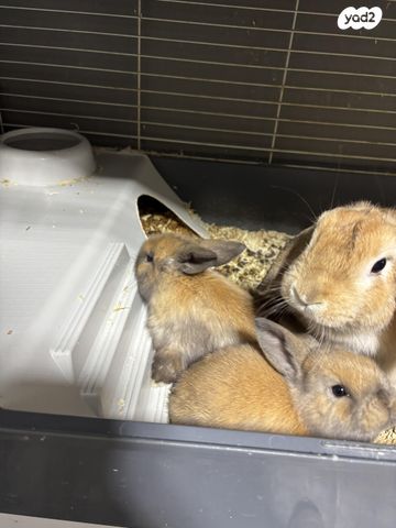 מכרסם ארנב שמוט אוזניים