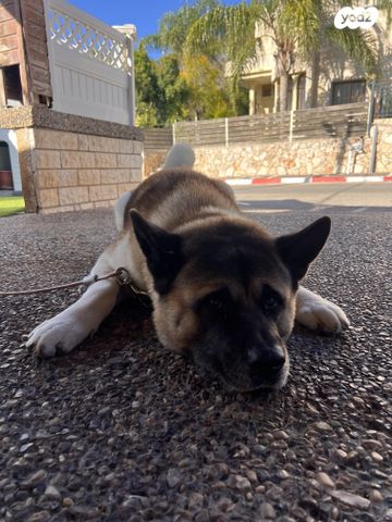 כלב אקיטה אמריקאי