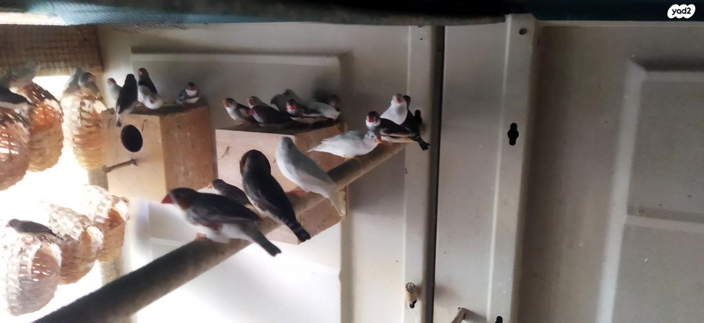 תוכי פינקים