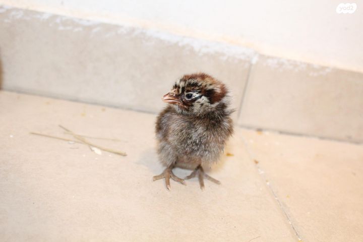 חיית משק בלאדי